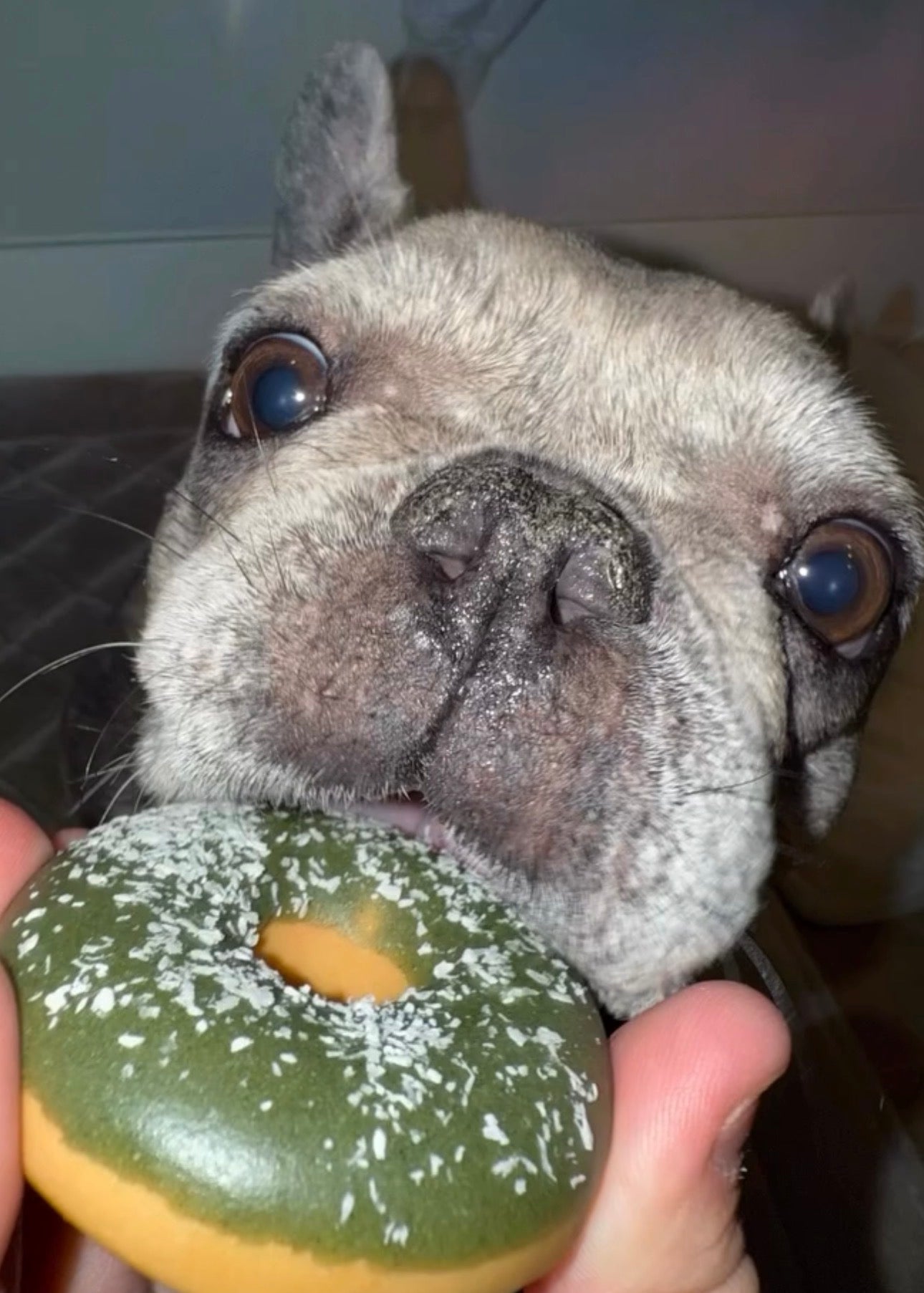 Frosted Donut